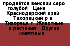 продаётся венский серо-голубой › Цена ­ 300 - Краснодарский край, Тихорецкий р-н, Тихорецк г. Животные и растения » Другие животные   